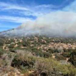 Bodrum’da maki yangını, 5 hektar alan zarar gördü