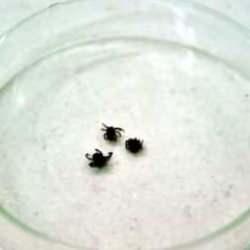 Çin'de yeni bir virüs ortaya çıktı