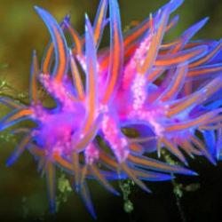 Dalış turizminin gözdesi: Antalya’daki Üç Adalar’ı keşfedin!