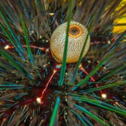 Dalış turizminin g&ouml;zdesi Kaş&rsquo;tan muhteşem su altı g&ouml;r&uuml;nt&uuml;leri