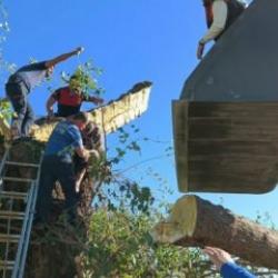 Feci son! Kestiği ağacın altında kalarak hayatını kaybetti