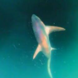 İzmir'de oltaya takılan balık herkesi şaşırttı! Uzunluğu 6 metreye kadar &ccedil;ıkıyor 