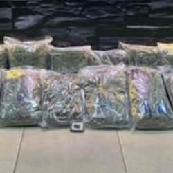 Kuşadası'nda, otomobilde 13 kilogram skunk yakalandı