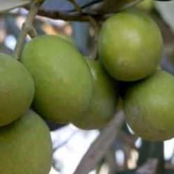 Mersin'de bahçeden sofralara zeytinyağı yolculuğu başladı