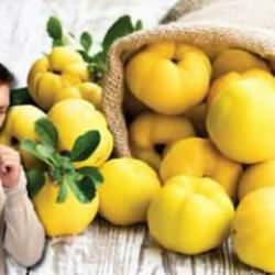 Öksürük için ayva kürü nasıl yapılır? Tereyağı ve pekmezle birlikte şifa saçıyor!