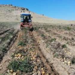 Sofraların vazgeçilmezi patates tarlada 2, pazarda 10 lira