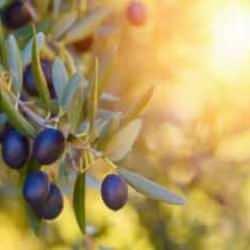 Zeytin ve zeytinyağı rekolte tahminleri açıkladı