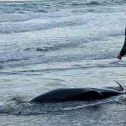 2 metrelik &ouml;l&uuml; yunus balığı sahile vurdu
