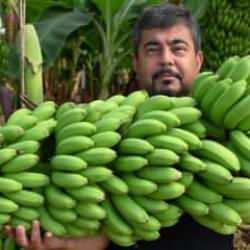 Aldığı devlet desteğiyle 70 tonun üzerinde muz üretiyor!