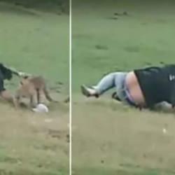 Dehşet anları kamerada! Piknik&ccedil;ilere leopar saldırdı, korku dolu anlar kamerada