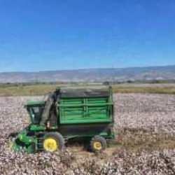 Denizli’de beyaz altın hasadı başladı