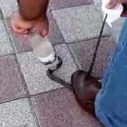 Kahvehanede yılan alarmı! &Ccedil;ayı bırakıp s&uuml;r&uuml;ngen avına &ccedil;ıktılar 