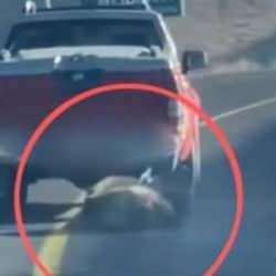 Kayseri'de avlandı! Devasa b&uuml;y&uuml;kl&uuml;kteki hayvanı kamyonetinin arkasına bağlayıp s&uuml;r&uuml;kledi