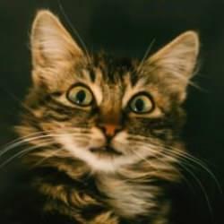 Kedilerin gizli bir özelliği ortaya çıktı! Kelimeleri böyle anlıyorlarmış...