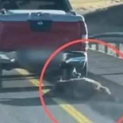 &Ouml;ld&uuml;rd&uuml;ğ&uuml; domuzu aracının arkasına bağlayıp s&uuml;r&uuml;kledi