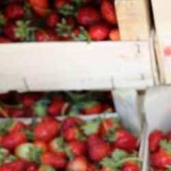 Ordu'da 466 dekarda 1218 ton çilek üretildi