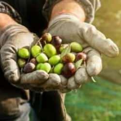 Marmarabirlik zeytin alım fiyatlarını belirledi