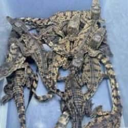 Ankara'da ka&ccedil;ak yollarla yurda getirilen varan ve timsahlara el konuldu