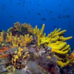Ayvalık&rsquo;ın g&ouml;z kamaştıran su altı zenginlikleri g&ouml;r&uuml;nt&uuml;lendi