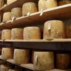 Dünyanın en pahalı peyniri! 390 bin dolar değerindeki cheddar çalındı