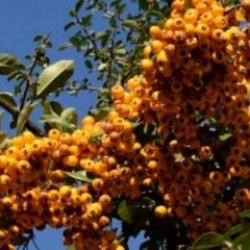 Sadece 2 ilde var! Bir&ccedil;ok hastalığa iyi geliyor: Tansiyondan şekere....