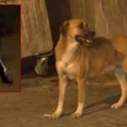 Yer: Esenyurt! Başıboş köpekler, sokakta yürüyen çocuğa saldırdı