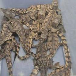 Yolcunun valizinden timsah fışkırdı