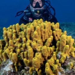Ayvalık&rsquo;ın mercanlarıyla &uuml;nl&uuml; Deli Mehmet Sığlığı dalışseverleri &ccedil;ağırıyor