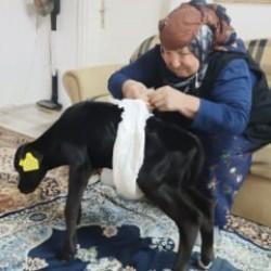 Veterinerin "ölür" dediği buzağıya sevgi ve merhametle bakıyor