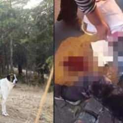 Ankara'da 9 başıboş sokak köpeği Prof. Dr. Meliha Yılmaz'ı parçaladı