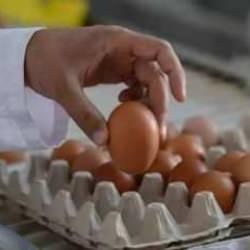 Yok böyle zam: Yumurtanın fiyatı 215 TL'ye çıktı