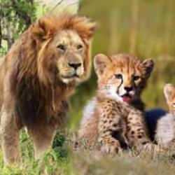 Çita yavrularının savunma mekanizması: Yırtıcılardan nasıl korunuyorlar? Çok şaşıracaksınız!