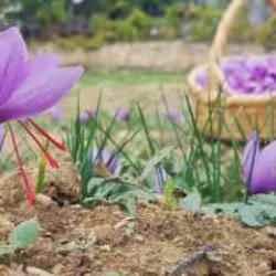Dünyanın en pahalısı! Hasadı sona eren safranın kilosu 450 bin TL