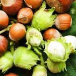 En iyi fındık hangi b&ouml;lgede yetişir? T&uuml;rkiye'nin en iyi fındığı hangi ilde bulunur?