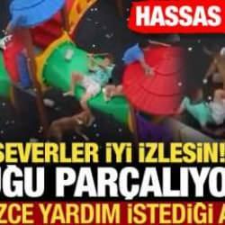 K&ouml;pek severler iyi izlesin! Pitbull cinsi k&ouml;pekler k&uuml;&ccedil;&uuml;k &ccedil;ocuğu par&ccedil;alıyorlardı...