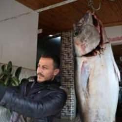 Maket değil ger&ccedil;ek! İl&ccedil;enin 3'te biri dev orkinosu g&ouml;rmeye geldi