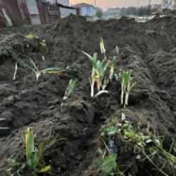 Sadece birini koparma cezası 387 bin lira! İş makinesiyle ezdiler