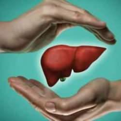 %70’ini kaybetse bile 1-2 hafta içinde iki katına çıkar! Karaciğerin kendini yenileme gücü nasıl çalışır?