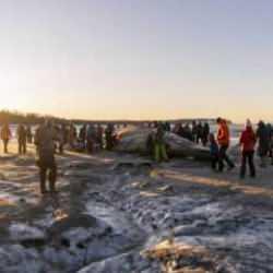 Alaska'da dev Fin Balinası karaya vurdu