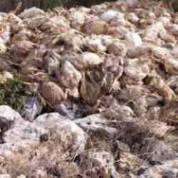 Boş araziye bırakılmış y&uuml;zlerce &ouml;l&uuml; tavuk bulundu