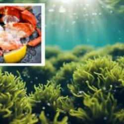 “Denizden babam çıksa yerim” demeyin: Deniz ürünlerinde zehirli algler tespit edildi! Kabuklu deniz ürünleri zehirlenmesi yaşayabilirsiniz