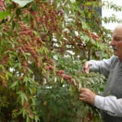 Emekli öğretmen olmaz denileni oldurttu: 200 çeşit meyve ile tropikal bahçe kurdu 