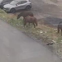 Görenler şaştı kaldı! Sokakta başıboş atlar koşturdu