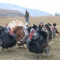 Hindi fiyatları çeyrek altınla yarışıyor 