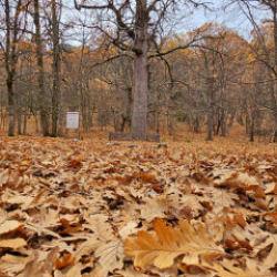 Isparta'daki bu orman d&uuml;nyada tek! &Ouml;zel izinle girilebiliyor
