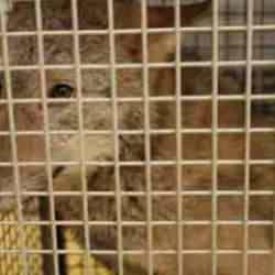 istanbul'da kurt alarmı! Şehire inen yabani hayvan insanlara saldırdı!