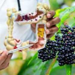 Kanserli hücreleri öldürdüğü kanıtlandı: Kara mürver meyvesi kolon kanseri tedavisinde umut vaat ediyor!