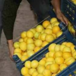 Limonda marketlerdeki fiyatlar 30 lirayı geçti!