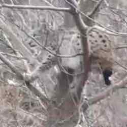 Sivas&rsquo;ta kangal k&ouml;peklerinden ka&ccedil;an vaşak, ağaca tırmanarak kurtuldu