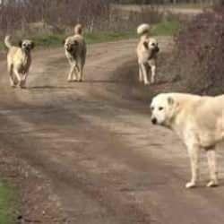 Yalnızca güvenlik değil sağlığı da tehdit ediyor! Başıboş sokak köpeklerinde yeni tehlike